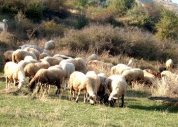 Πώς η ΑΑΔΕ θα εντοπίσει τους… αγρότες με τις κλεμμένες επιδοτήσεις του ΟΠΕΚΕΠΕ