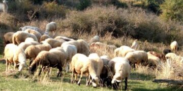 Πώς η ΑΑΔΕ θα εντοπίσει τους… αγρότες με τις κλεμμένες επιδοτήσεις του ΟΠΕΚΕΠΕ