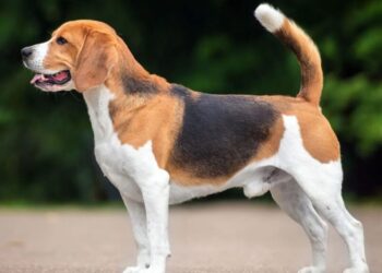 Τελικά δεν γίνεται να ικανοποιείς τους πάντες…